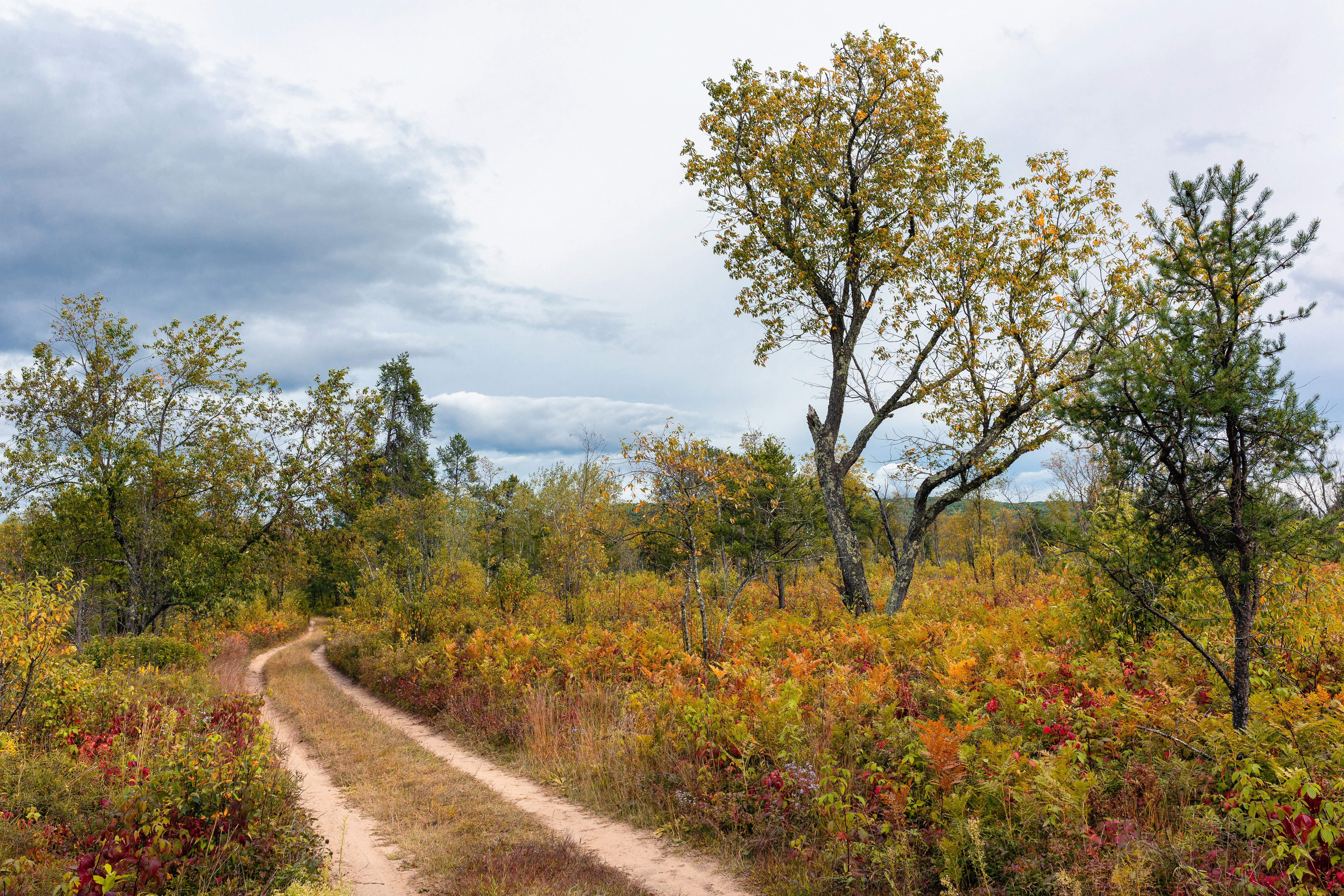 dirt pathway between trees and plants